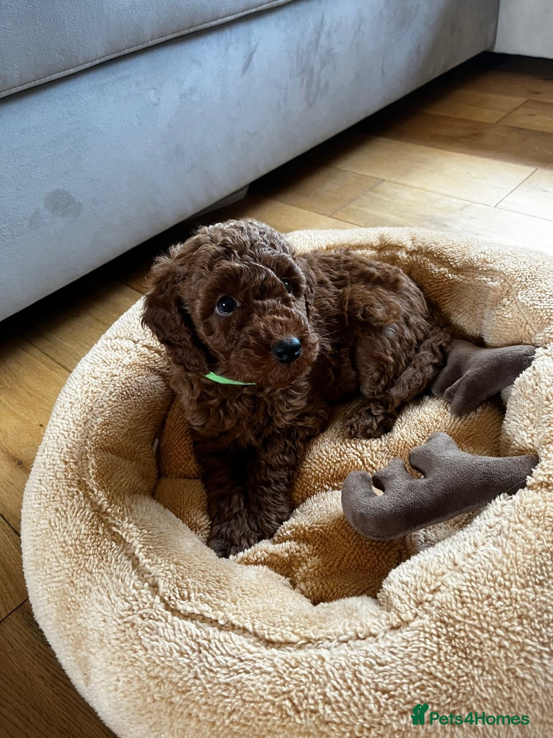 Miniature Poodle dogs for sale: 5 generation pedigree beautiful red mini poodles - Image 6
