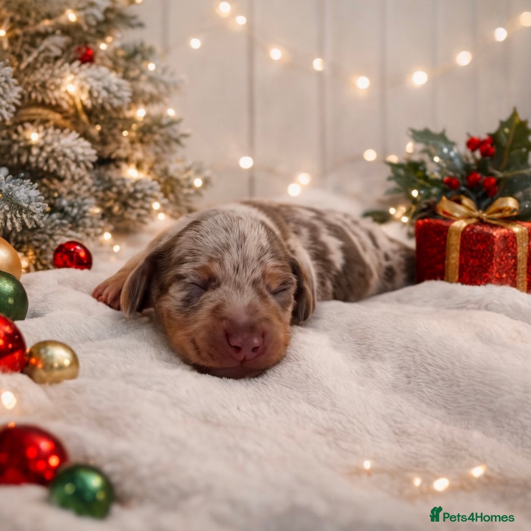 Miniature Dachshund dogs for sale: 💙𝐓𝐨𝐩 𝐛𝐥𝐨𝐨𝐝𝐥𝐢𝐧𝐞 𝐁𝐨𝐲𝐬 💙 - Advert 8