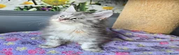 Maine Coon cats for sale: Stunning TICA Maine Coon kittens - Advert 10