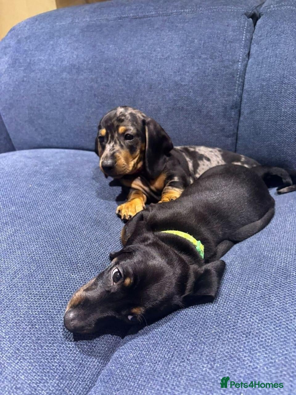 Miniature Dachshund dogs lovely miniature dachshunds puppies for salele - Advert 1