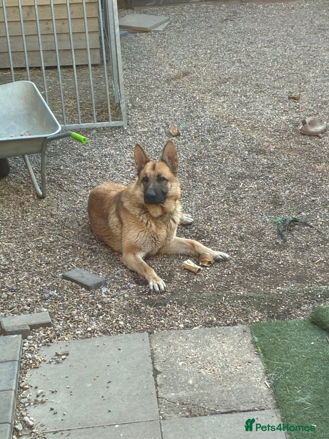 German Shepherd dogs for sale: Male German shepherd  - Advert 7