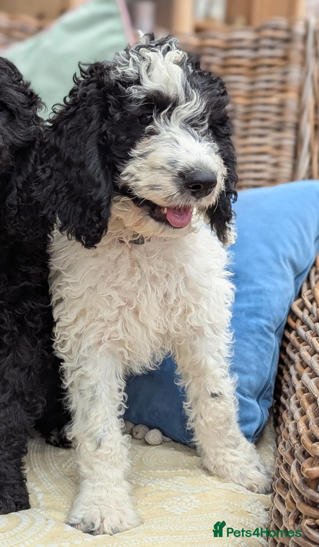 Cockapoo dogs LAST PUPPY F1 Standard Cockapoo Puppies  - Advert 2