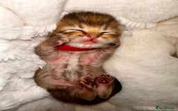 British Shorthair cats for sale: Chunky British shorthair  - Advert 9