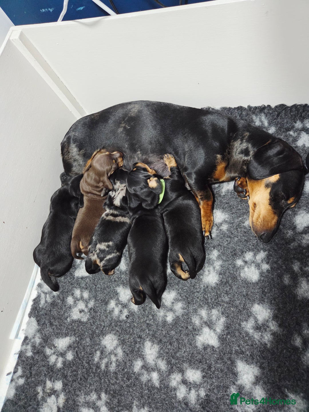 Miniature Dachshund dogs for sale: Adorable Miniature Dachshund Puppies - Image 4