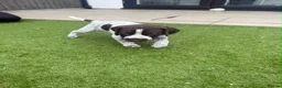 German Shorthaired Pointer dogs for sale: German Short Haired Pointer Puppies  - Advert 13