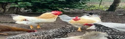 Chickens poultry for sale: Cockerel Light Sussex Wellsummer Lavender Araucana - Advert 6