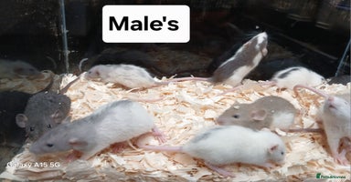 Rat rodents - Advert 2