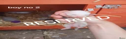 Ferret rodents for sale: Baby Ferret kits look at description!  - Advert 12