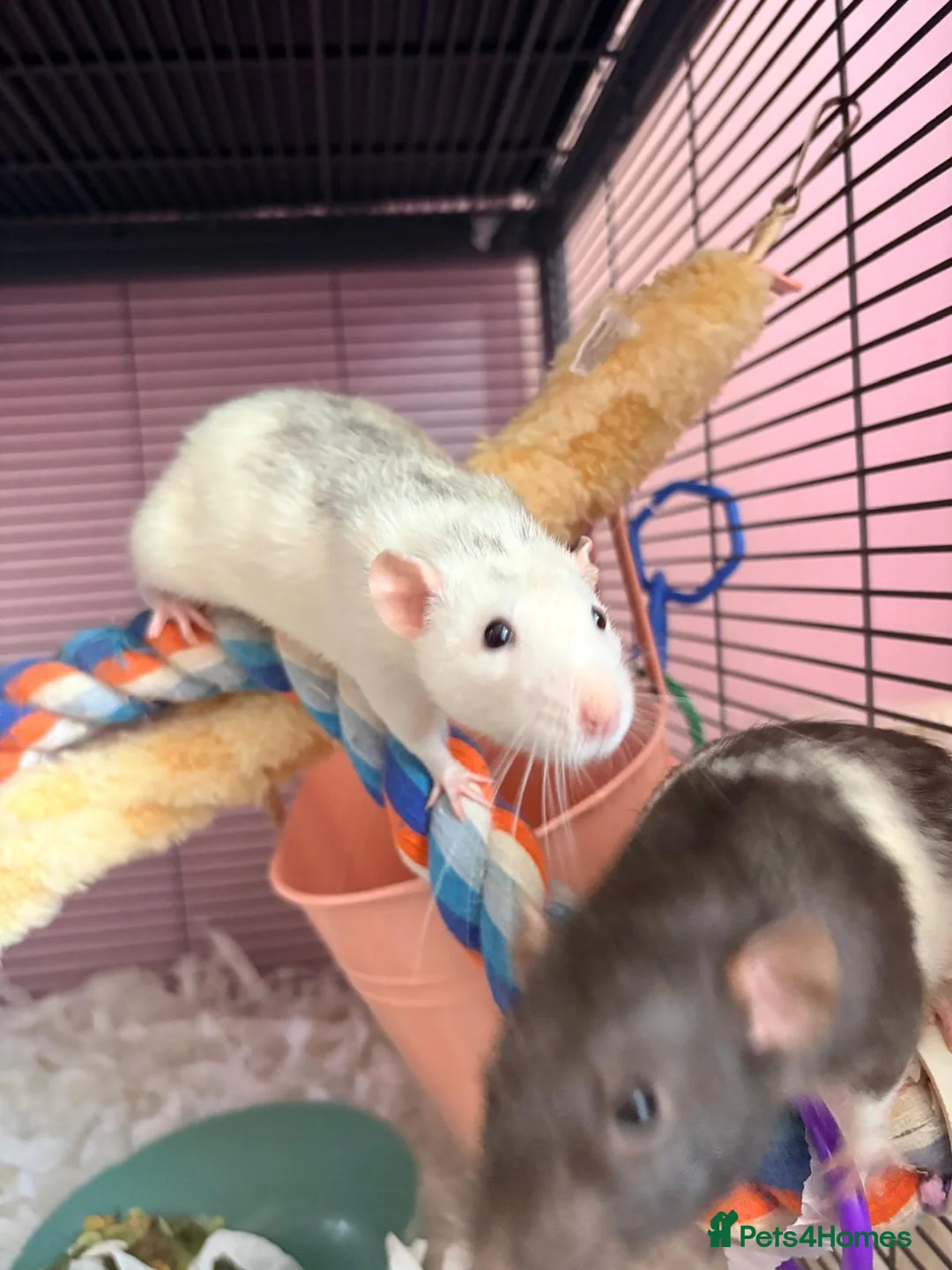 Rat rodents for sale: 5 rats for sale, three group and separate 2 rats - Advert 7