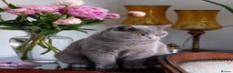British Shorthair cats for sale: GCCF Registered -Show Quality BSH - Advert 8