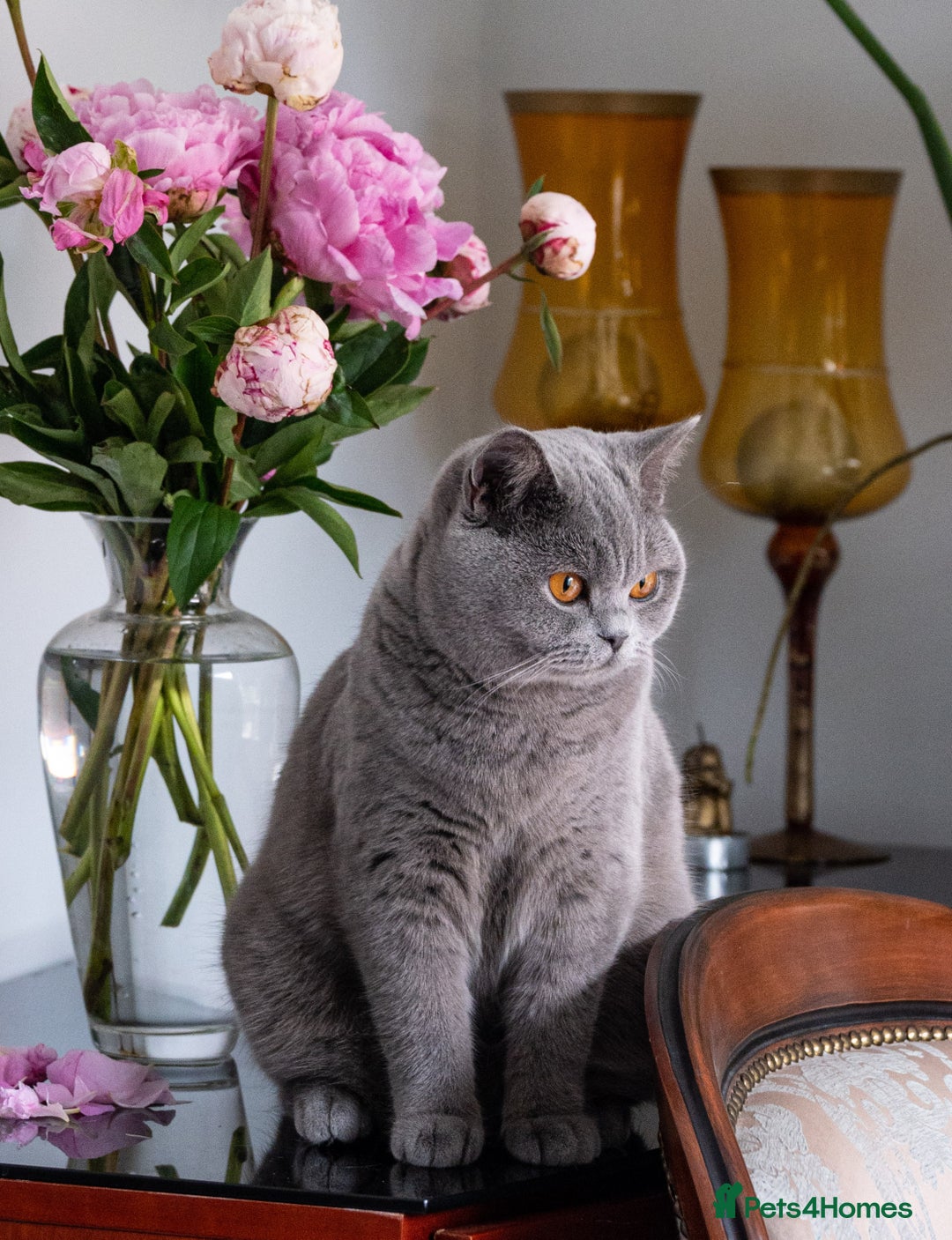 British Shorthair cats for sale: GCCF Registered -Show Quality BSH - Advert 8