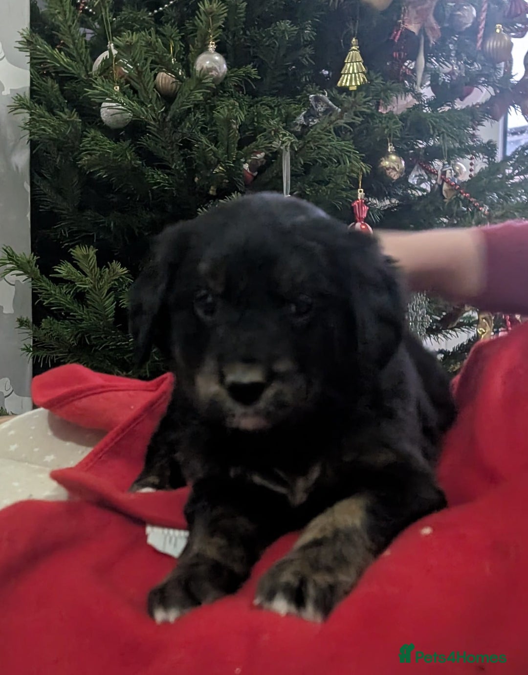 Mixed Breed dogs for sale:  berneses moutain dog x golden retriever - Advert 7