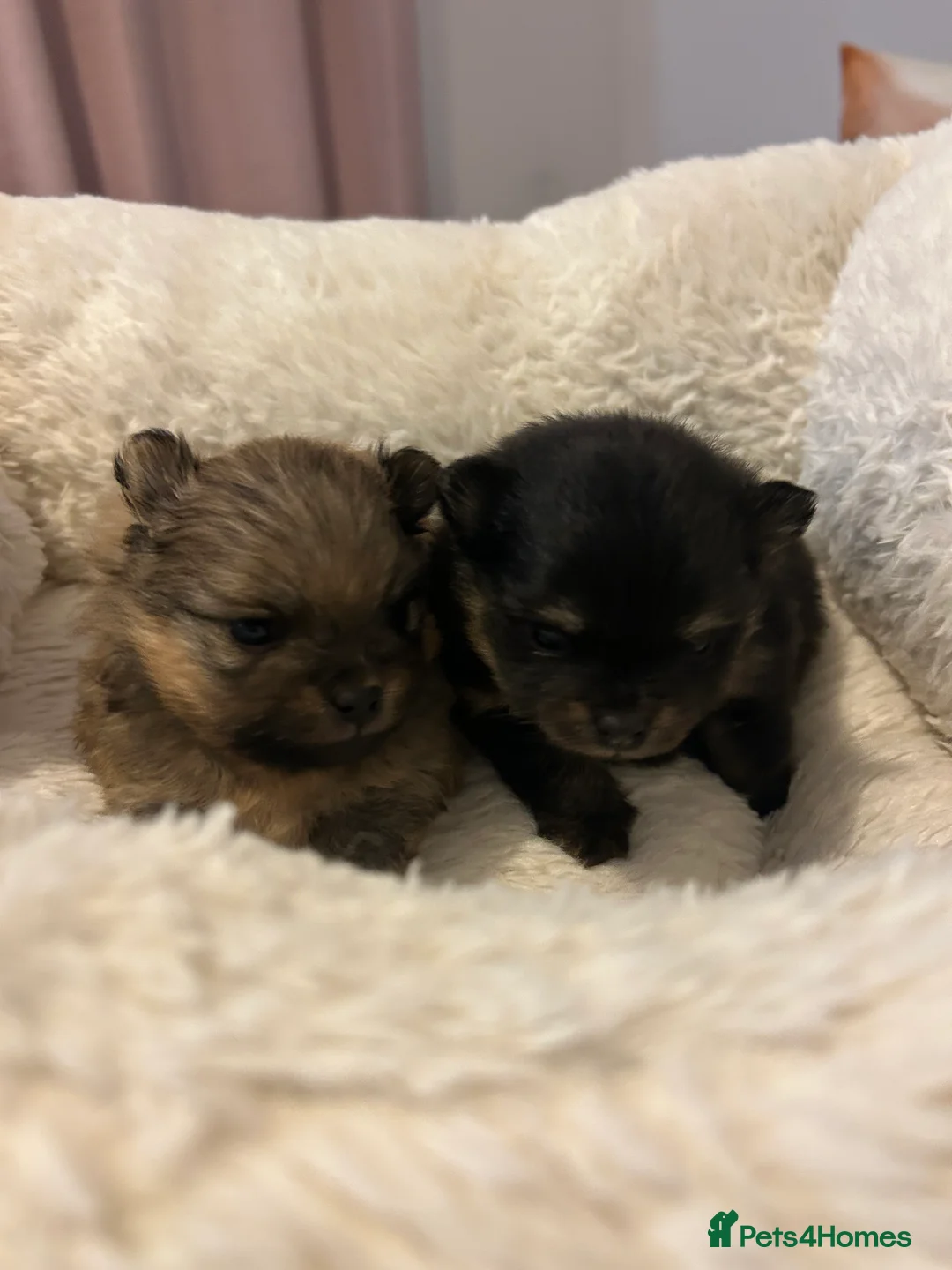 Pomeranian dogs for sale: Two little stunners - Advert 4