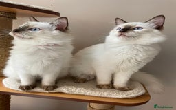 Ragdoll cats for sale: Ragdoll kittens from Moonliteyecats  - Image 4