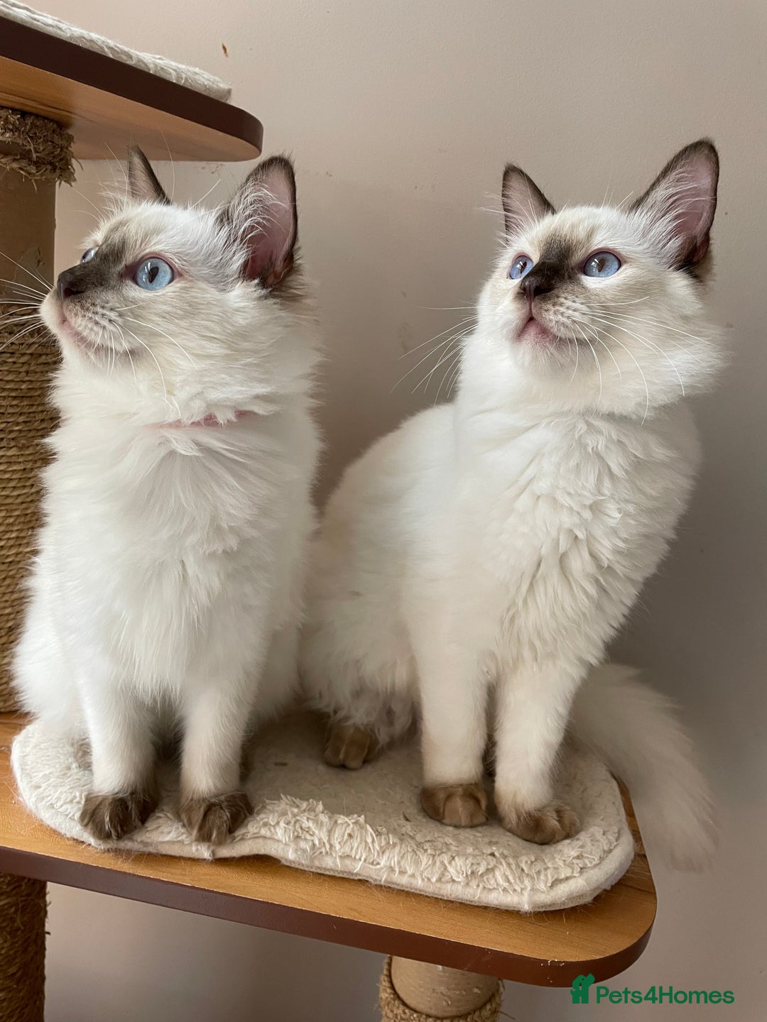 Ragdoll cats for sale: Ragdoll kittens from Moonliteyecats  - Image 4