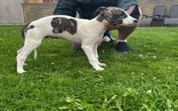 Lurcher dogs for sale: 2x Beautiful lurcher pups - Image 10