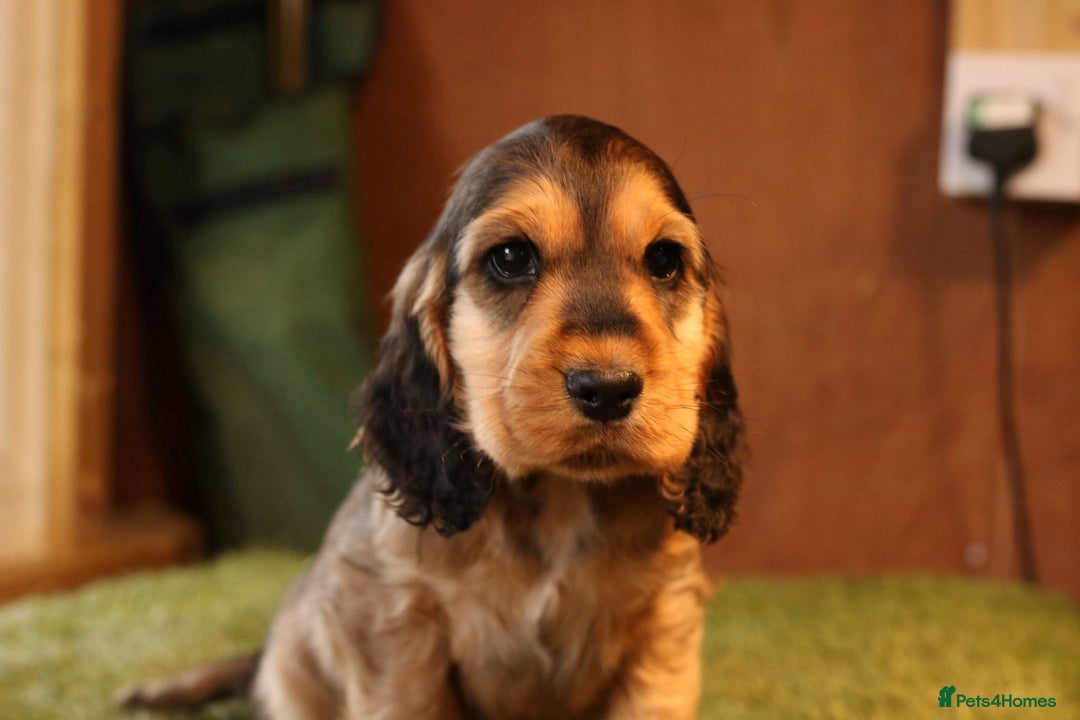 Cocker Spaniel dogs for sale: Stunning litter of show type cocker spaniels - Advert 9