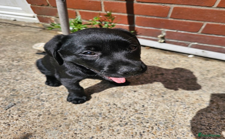 Labrador Retriever dogs - Advert 6