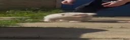 German Shepherd dogs for sale: READY TO GO - German Shepherd Puppies - Advert 30