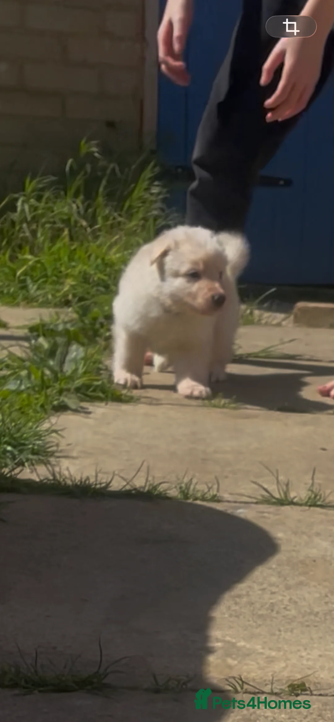 German Shepherd dogs for sale: READY TO GO - German Shepherd Puppies - Advert 30