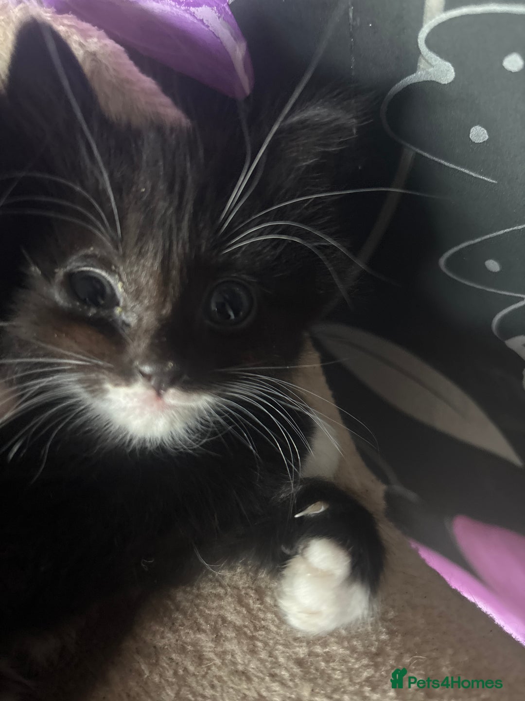 British Longhair cats for sale: 2 black and white female lomghair kittens - Advert 4