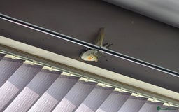 Cockatiels birds for sale: 2 cockatiels for sale - Image 4