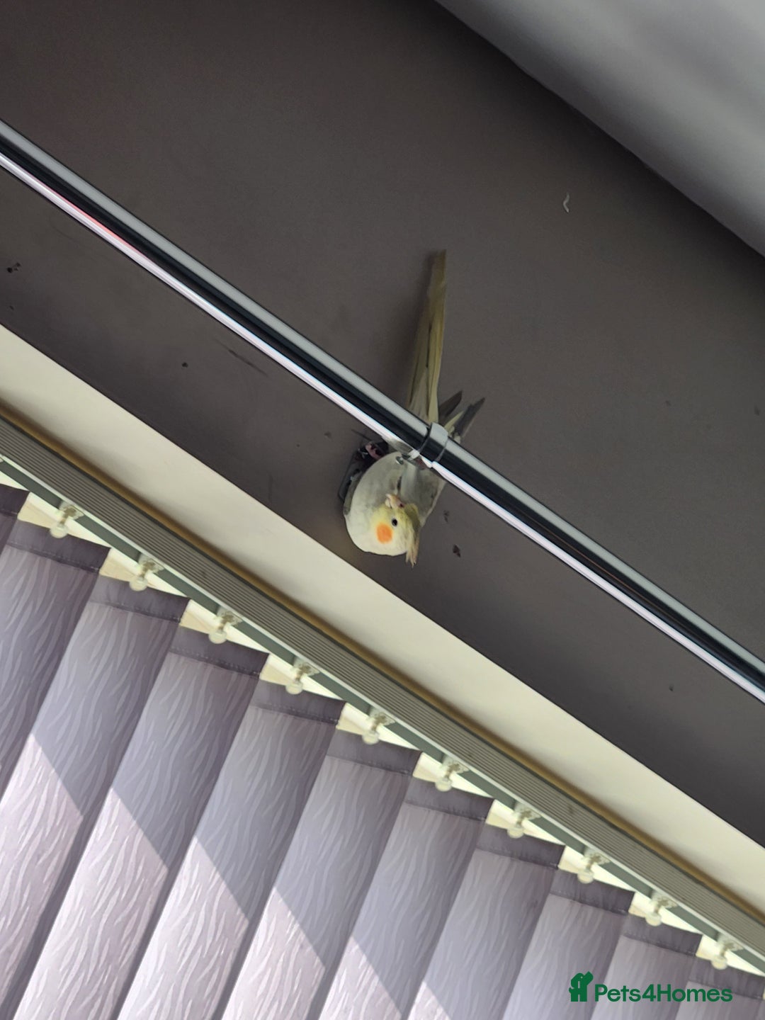 Cockatiels birds for sale: 2 cockatiels for sale - Image 4