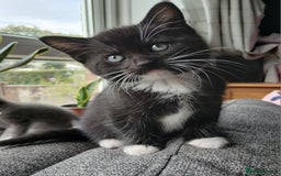 Mixed Breed cats for sale: Kittens  - Image 7