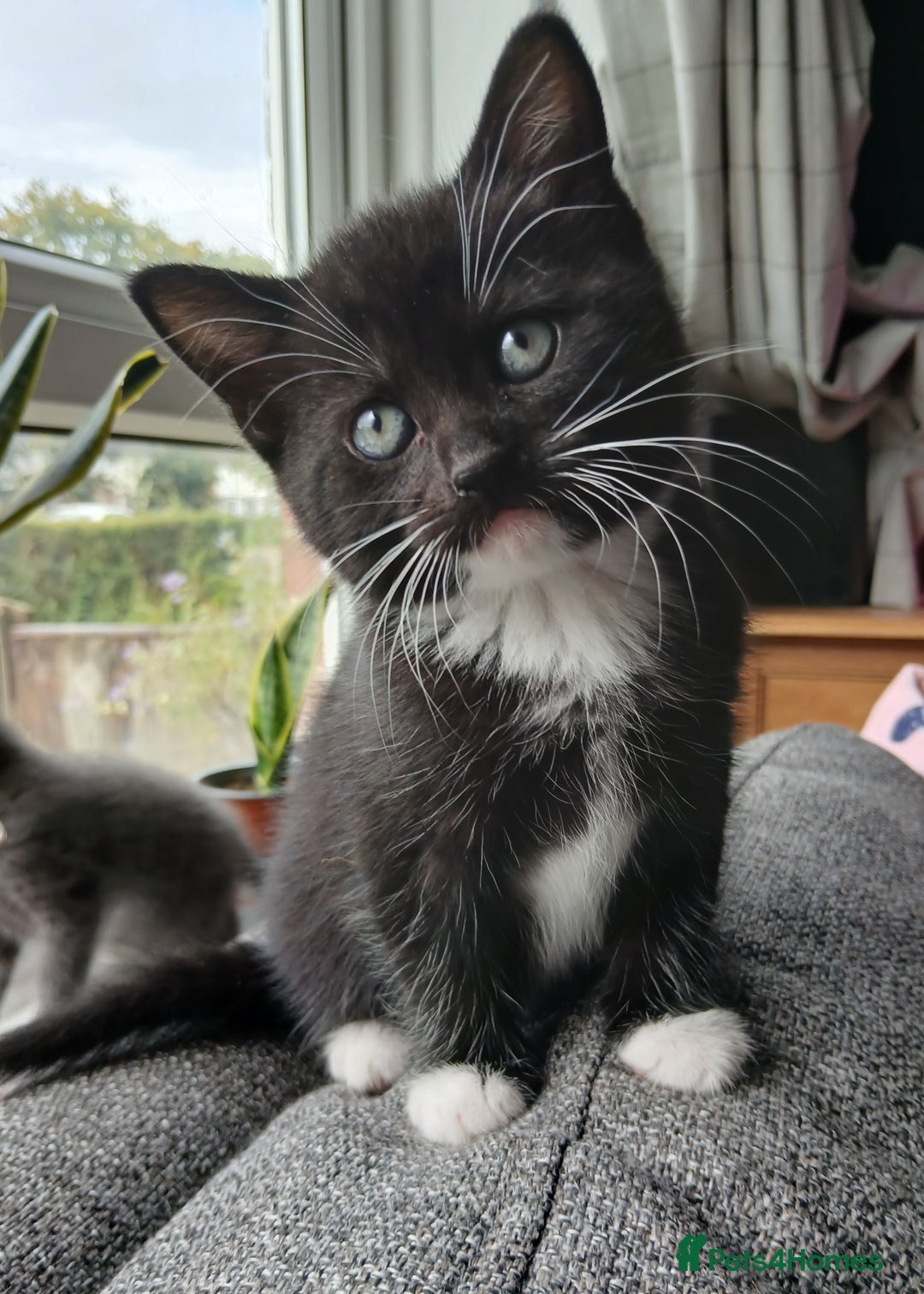 Mixed Breed cats for sale: Kittens  - Image 7