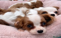 Cavalier King Charles Spaniel dogs for sale: Cavalier king Charles puppy's  - Image 8