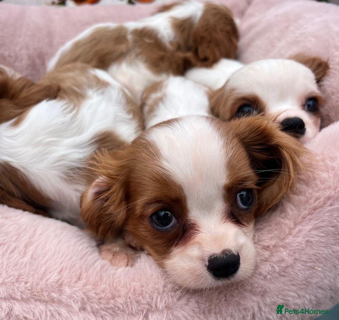 Cavalier King Charles Spaniel dogs for sale: Cavalier king Charles puppy's  - Image 8