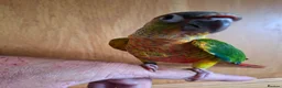 Conures birds for sale: Pineaplle, greencheek, and yellow sided conures  - Advert 2