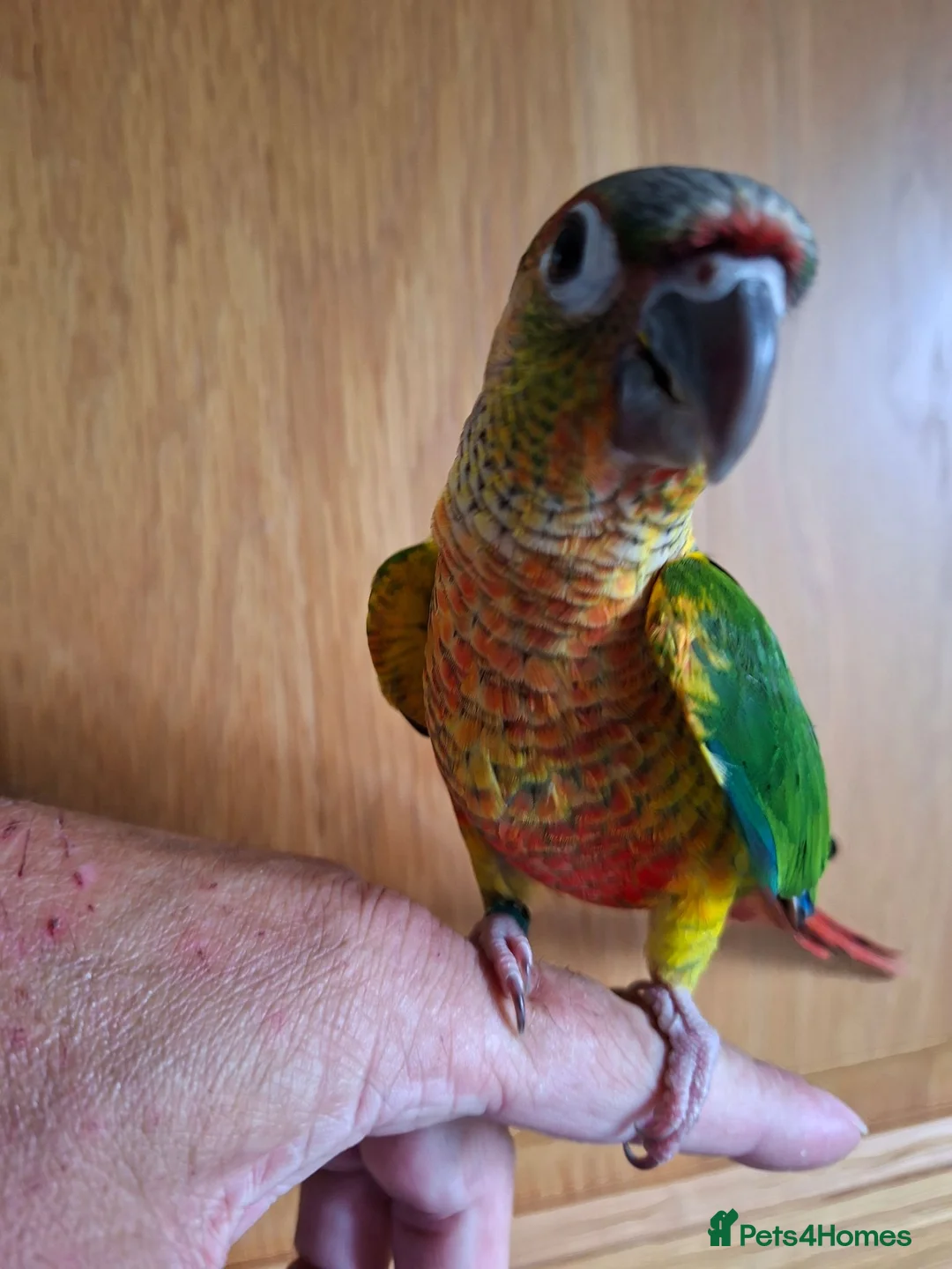 Conures birds for sale: Pineaplle, greencheek, and yellow sided conures  - Advert 2