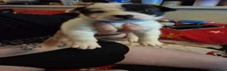 Mixed Breed dogs for sale: 7 beautiful Huskita’s for sale😍 - Advert 10