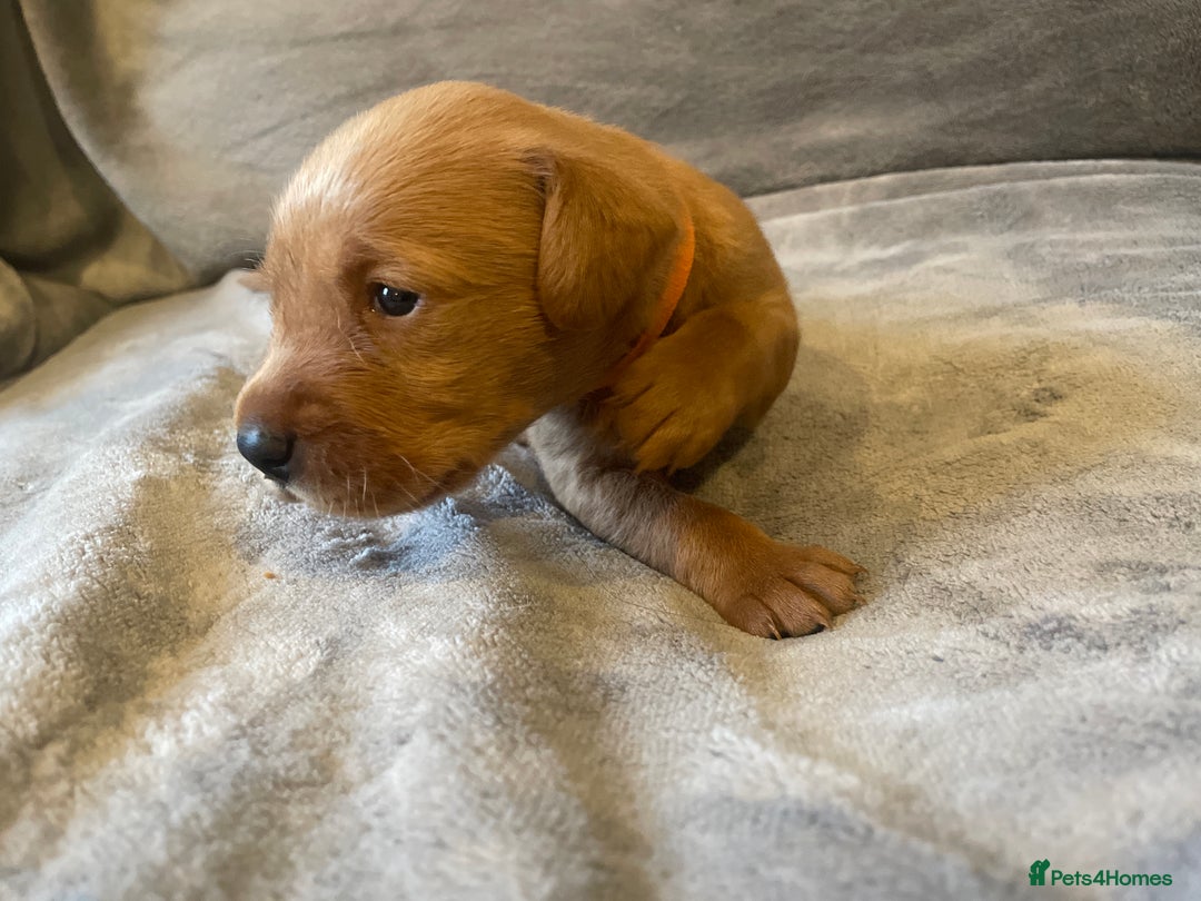 Labradoodle dogs for sale: F1b labradoodle puppies - Advert 26