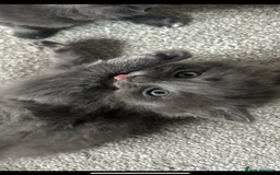 Russian Blue cats for sale: Russian blue kittens cross - Image 1