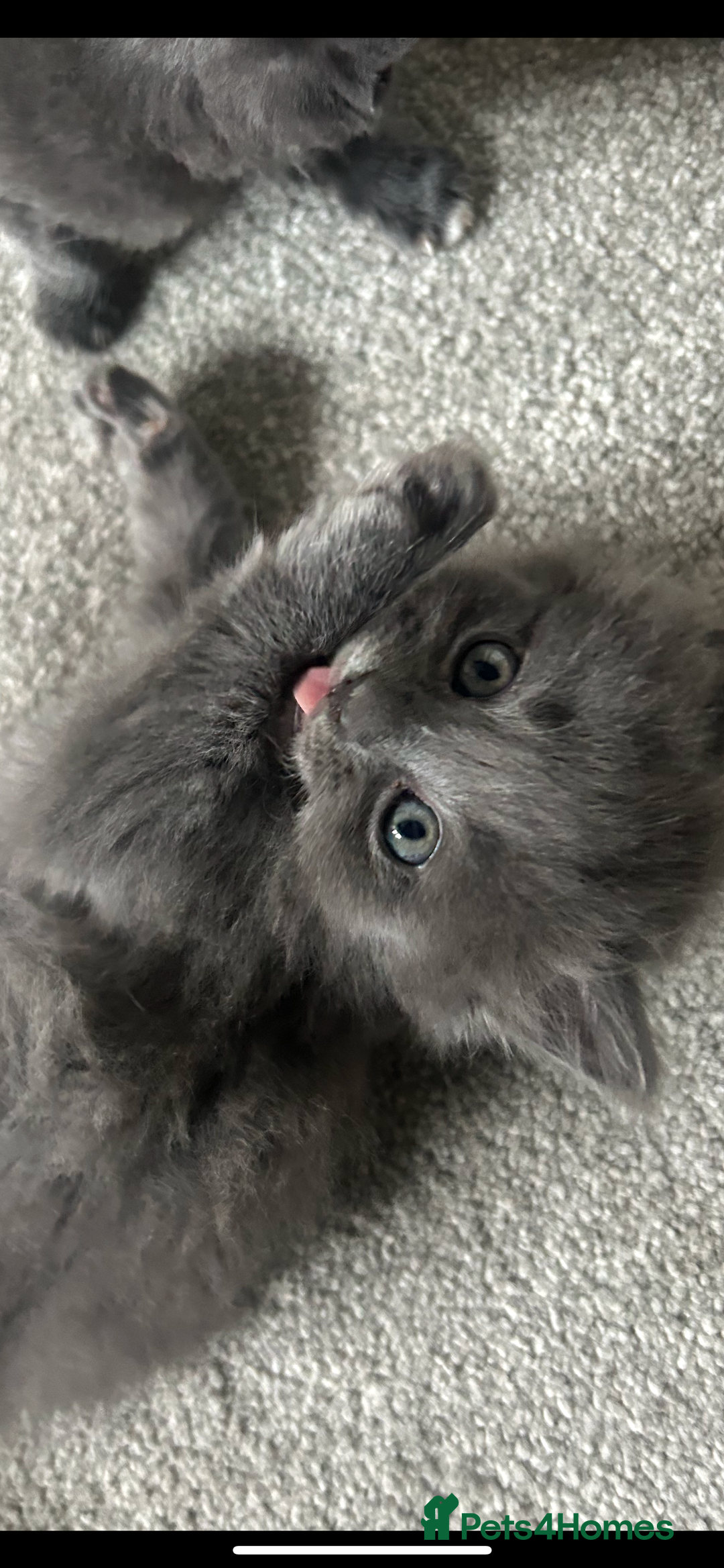 Russian Blue cats for sale: Russian blue kittens cross - Image 1