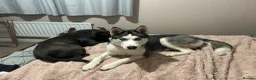 Siberian Husky dogs for sale:  Beautiful 10 Month Bitch.  - Advert 3