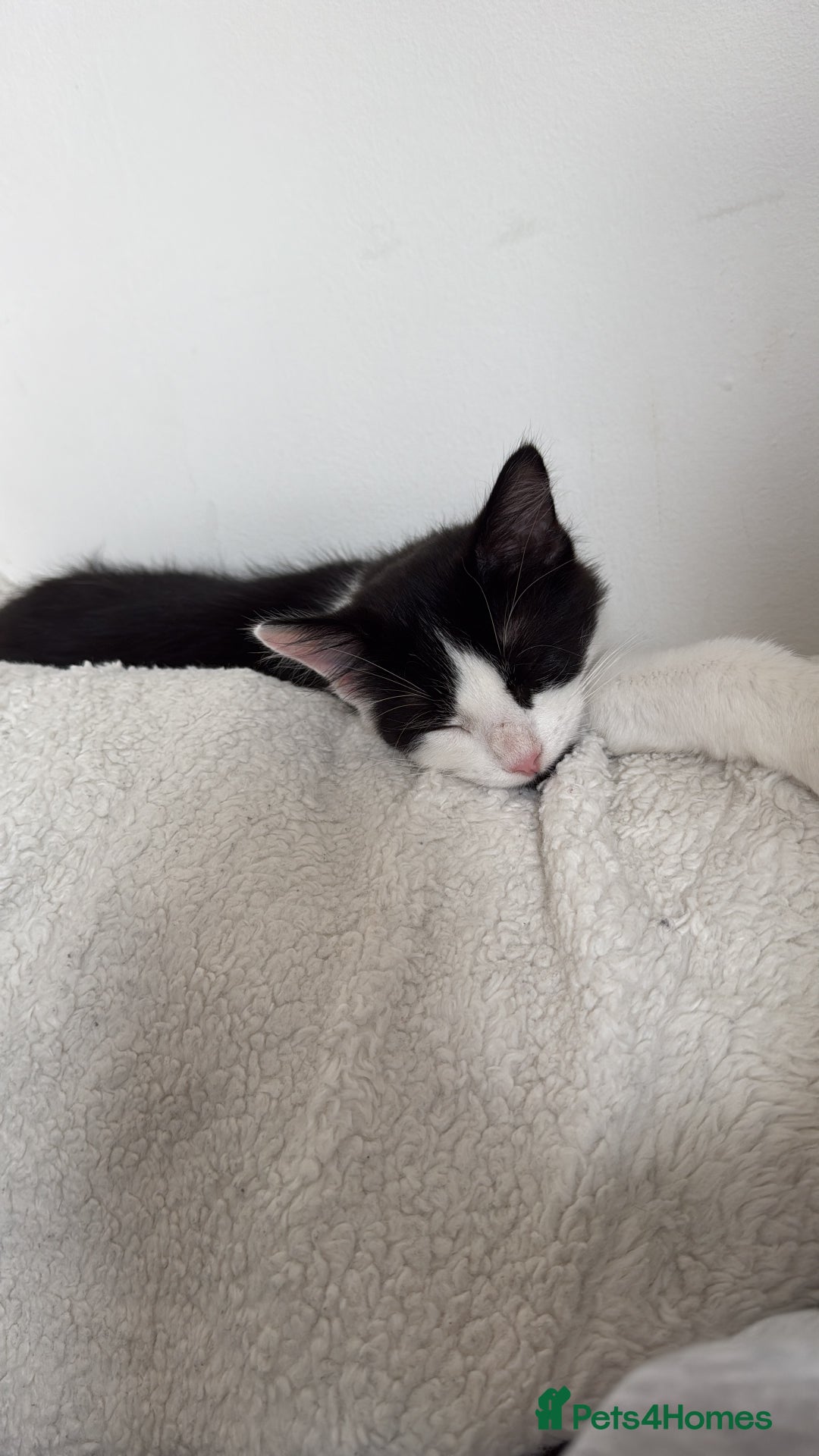 Mixed Breed cats for sale: Tilly looking for a new home  - Advert 4