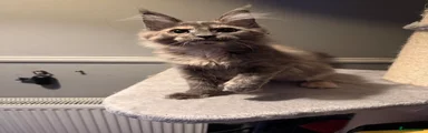 Maine Coon Kitten 3
