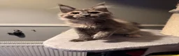 Maine Coon cats for sale: Tica registered Maine Coon kittens - Advert 7