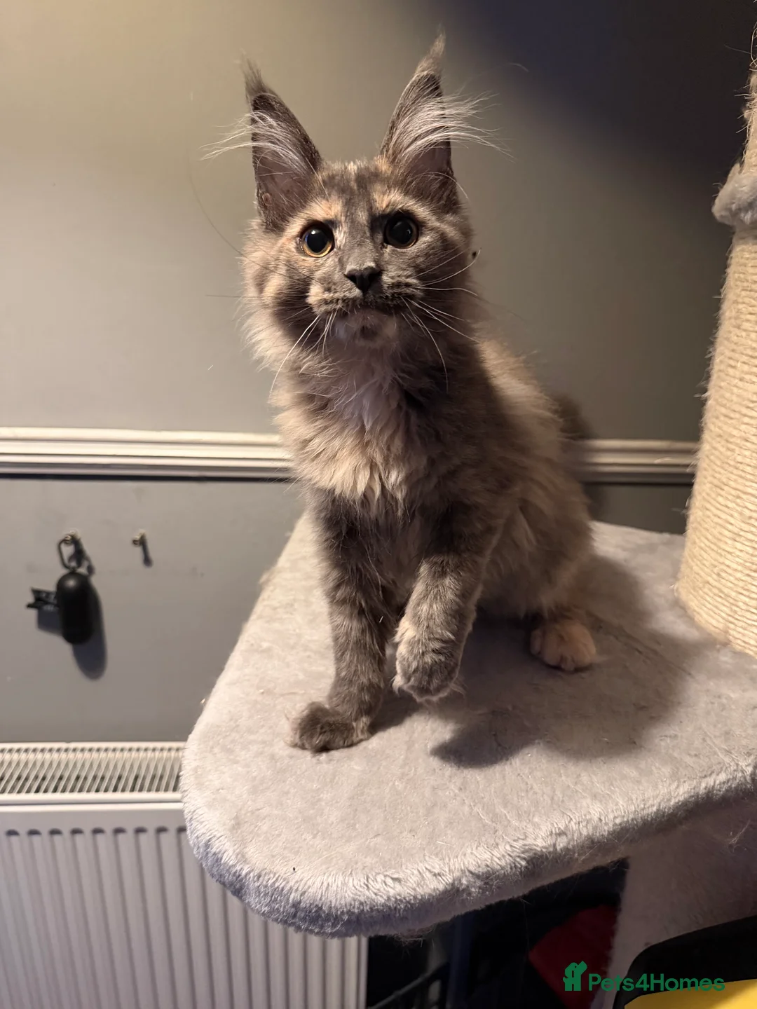 Maine Coon cats for sale: Tica registered Maine Coon kittens - Advert 7