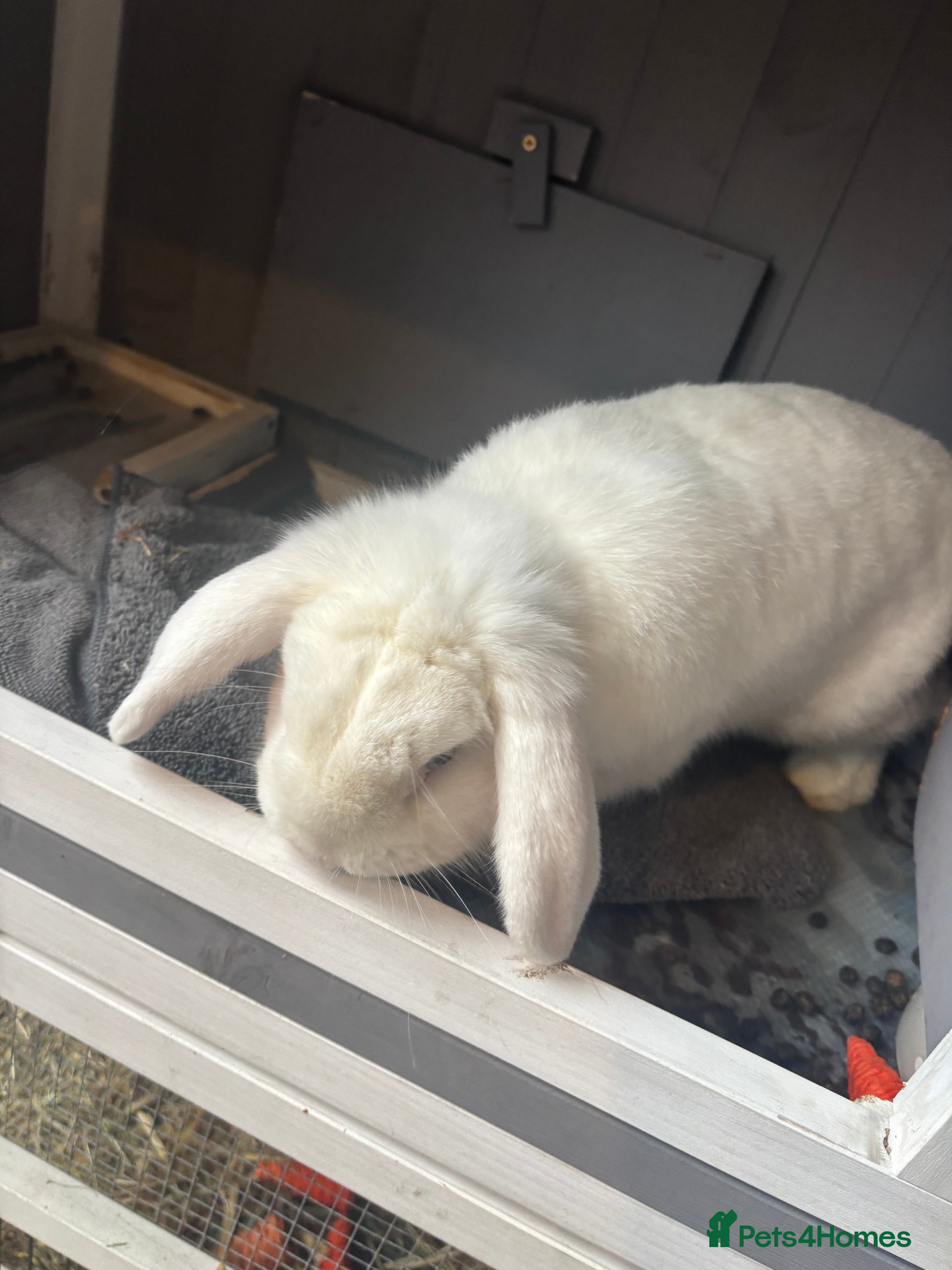Lionhead rabbits Snowball is looking for a new home  - Advert 6