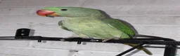 Parakeets birds for sale: ALEXANDRINE PARROT 15 MONTH in Iver - Advert 1