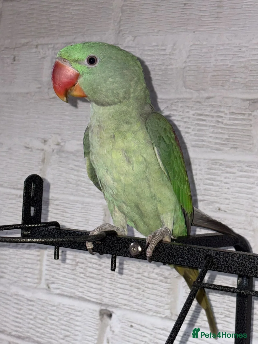 Parakeets birds for sale: ALEXANDRINE PARROT 15 MONTH in Iver - Advert 1