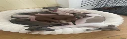 Mixed Breed dogs for sale: Beautiful Cocker Spaniel × Italian Greyhound Girl - Advert 4