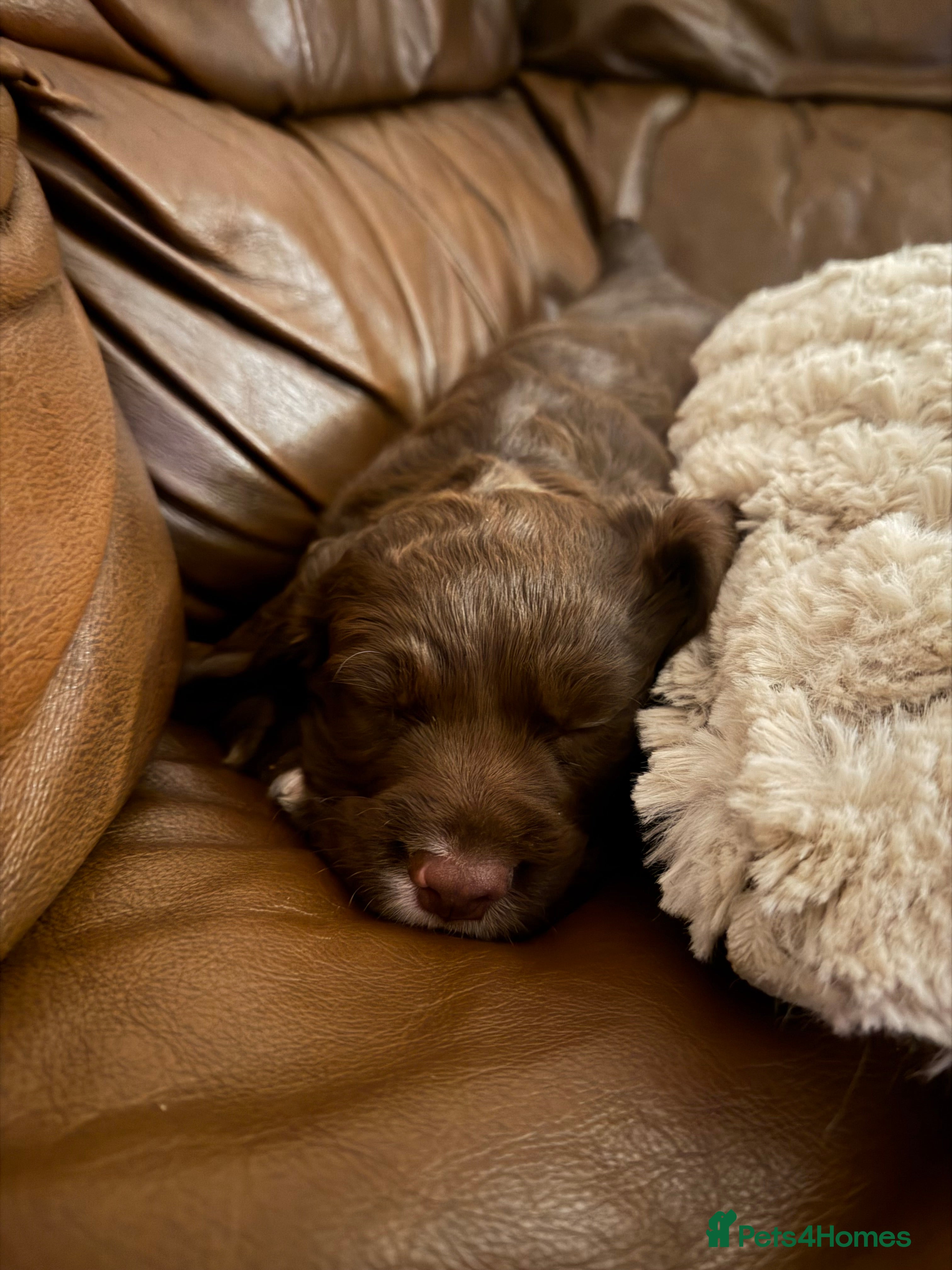 Sprocker dogs Fluffy little sprocker spaniel Boy  - Advert 1