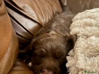 Sprocker dogs Fluffy little sprocker spaniel Boy - Advert 1