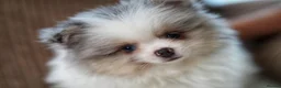 Pomeranian dogs for sale: Two adorable merle boys  - Advert 8