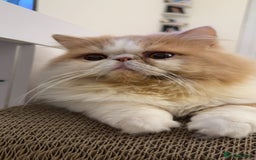 Persian cats for stud: My king Toulouse  - Image 4